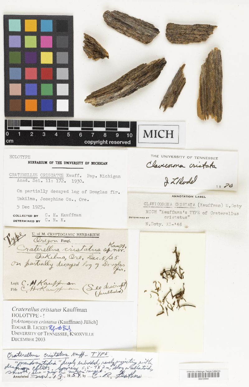 Artomyces cristatus image