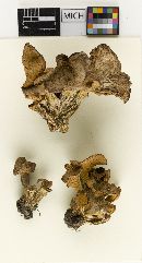 Craterellus foetidus image