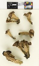 Craterellus fallax image