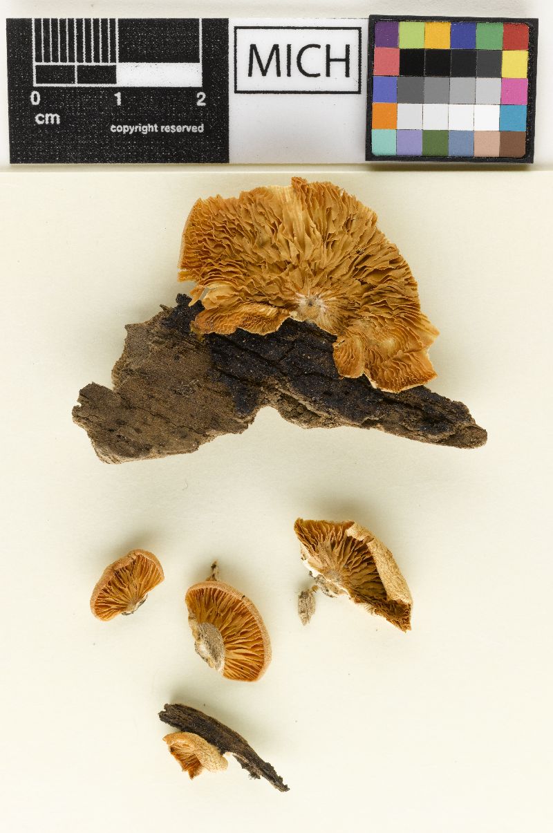 Crepidotus aureifolius image