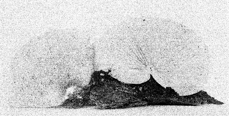 Crepidotus aureifolius image