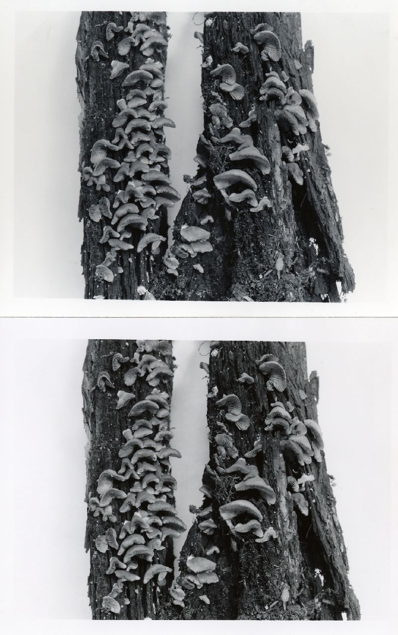 Crepidotus brunnescens image
