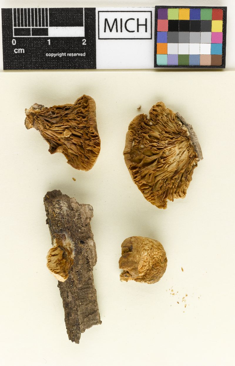 Crepidotus distortus image