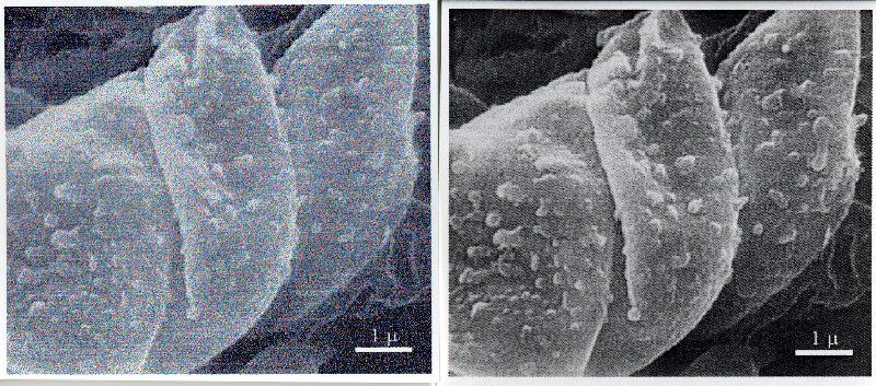 Crepidotus fusisporus var. abietinus image