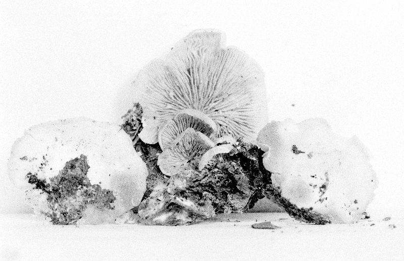 Crepidotus luteicolor image