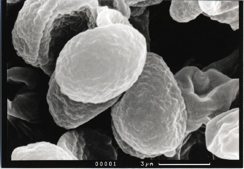 Crepidotus milleri image