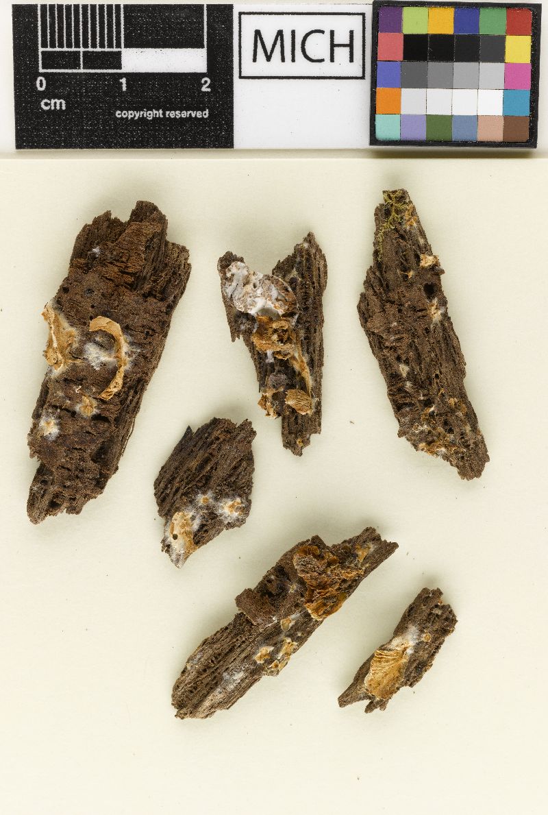 Crepidotus pallidobrunneus image