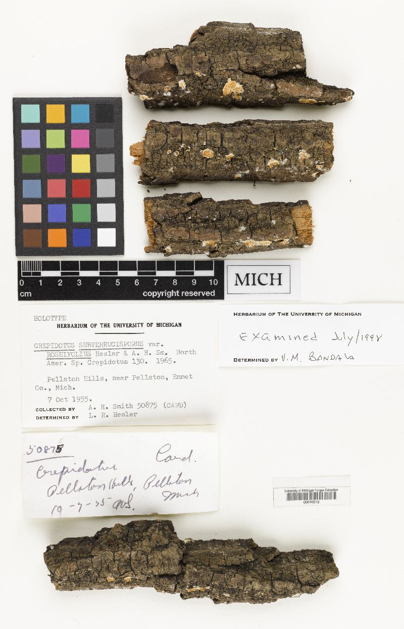 Crepidotus subverrucisporus var. roseifolius image