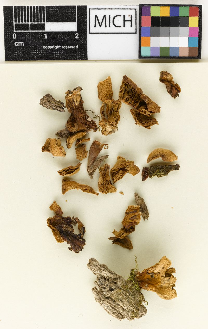 Crepidotus tahquamenonensis image