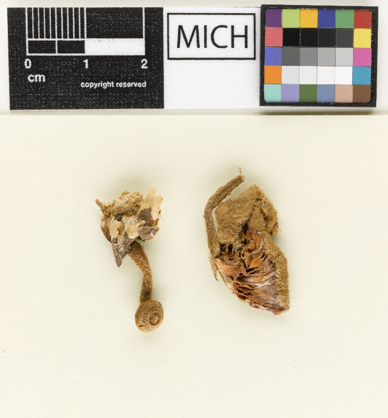 Crinipellis missionensis image