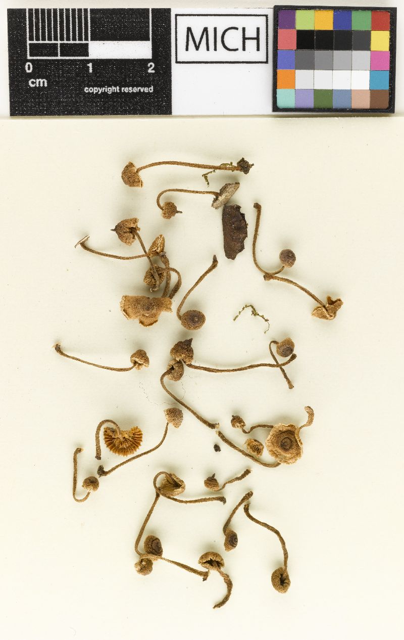 Crinipellis podocarpi image