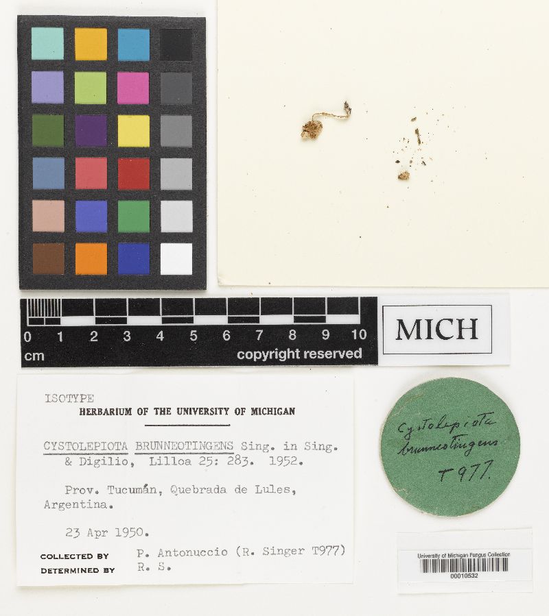 Cystolepiota brunneotingens image