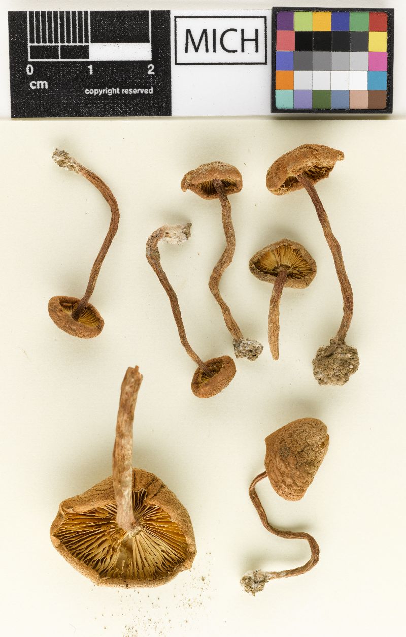 Cystoderma granulosum var. occidentale image