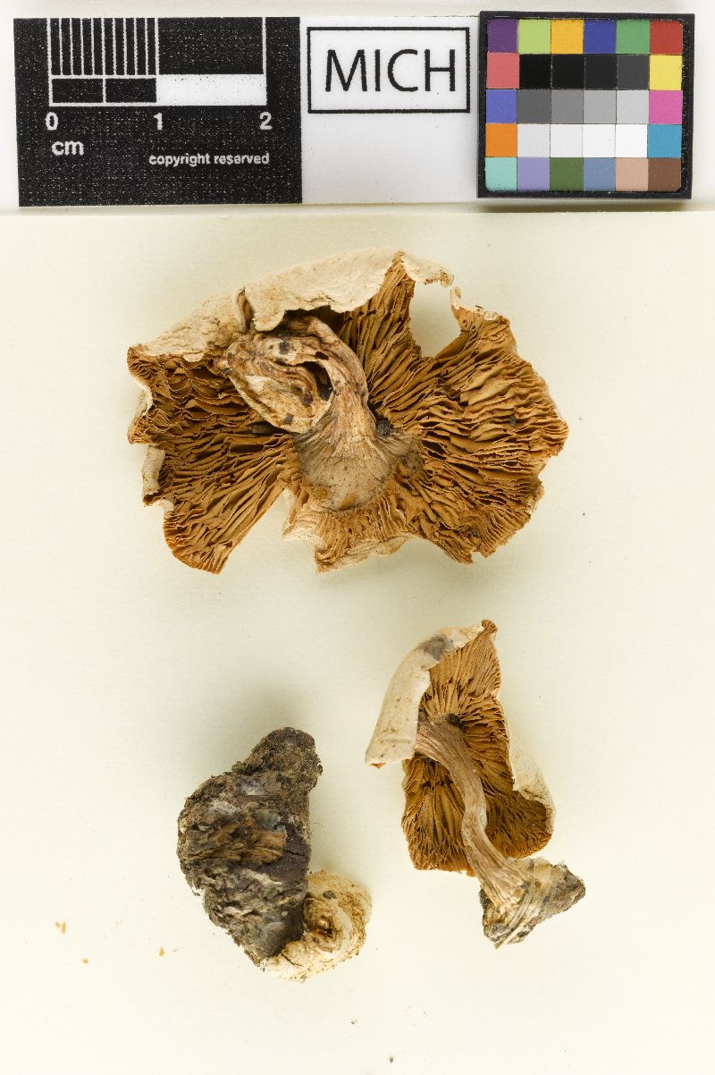 Cystoderma texensis image