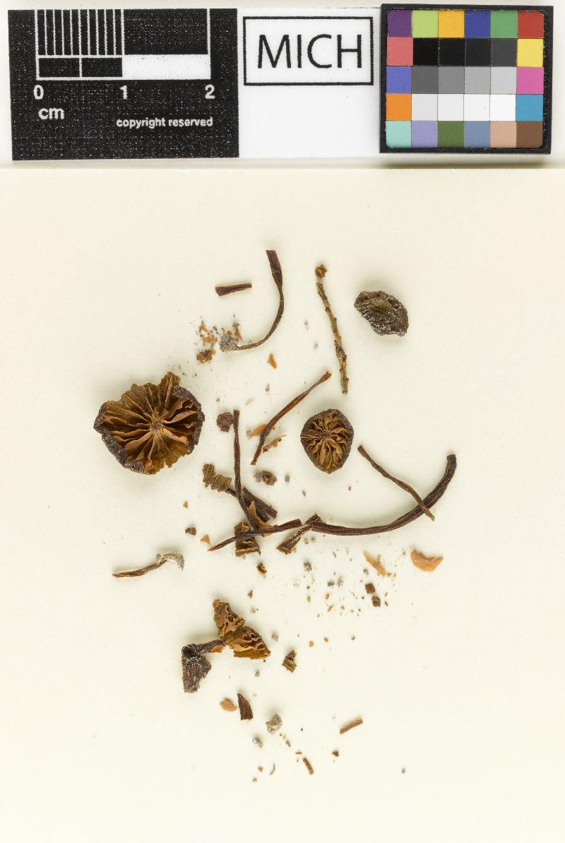 Eccilia pirinoides image