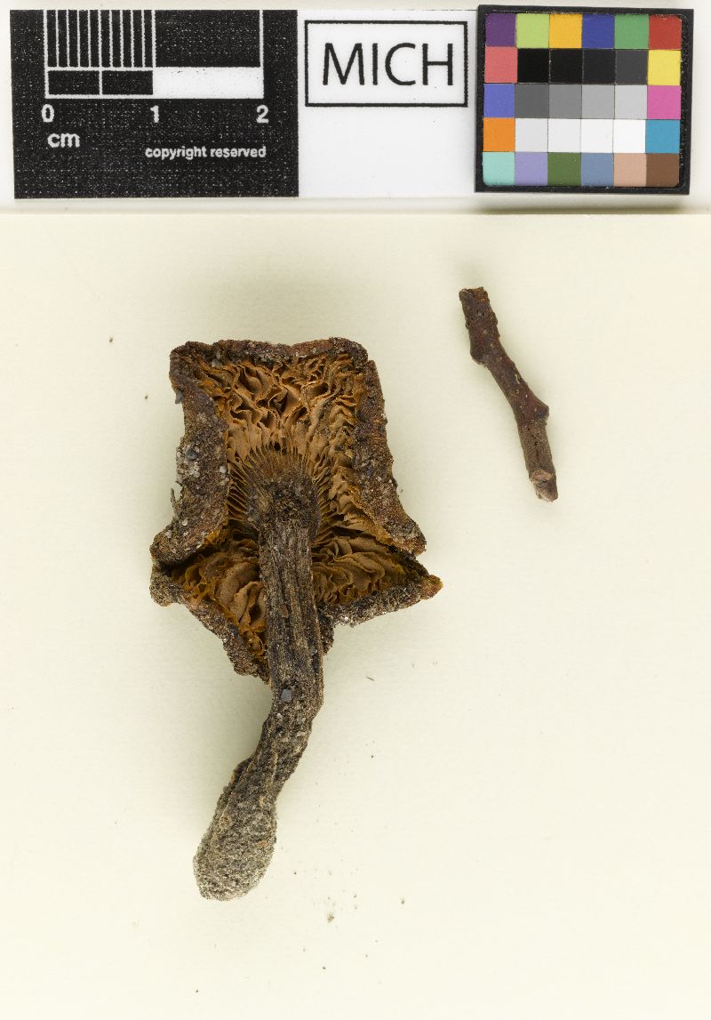 Entoloma floridanum image