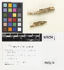 Favolaschia echinata image
