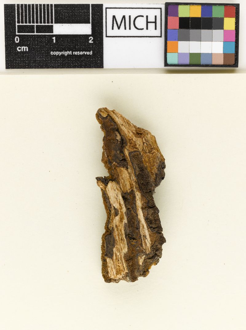 Fomitiporella langloisiana image