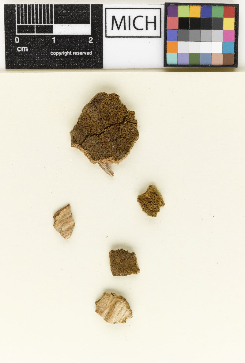 Fuscoporia juniperina image