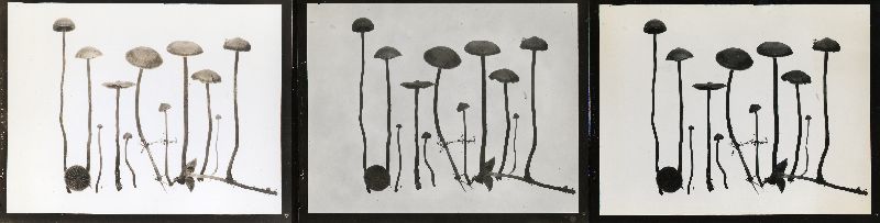 Galerina carbonicola image