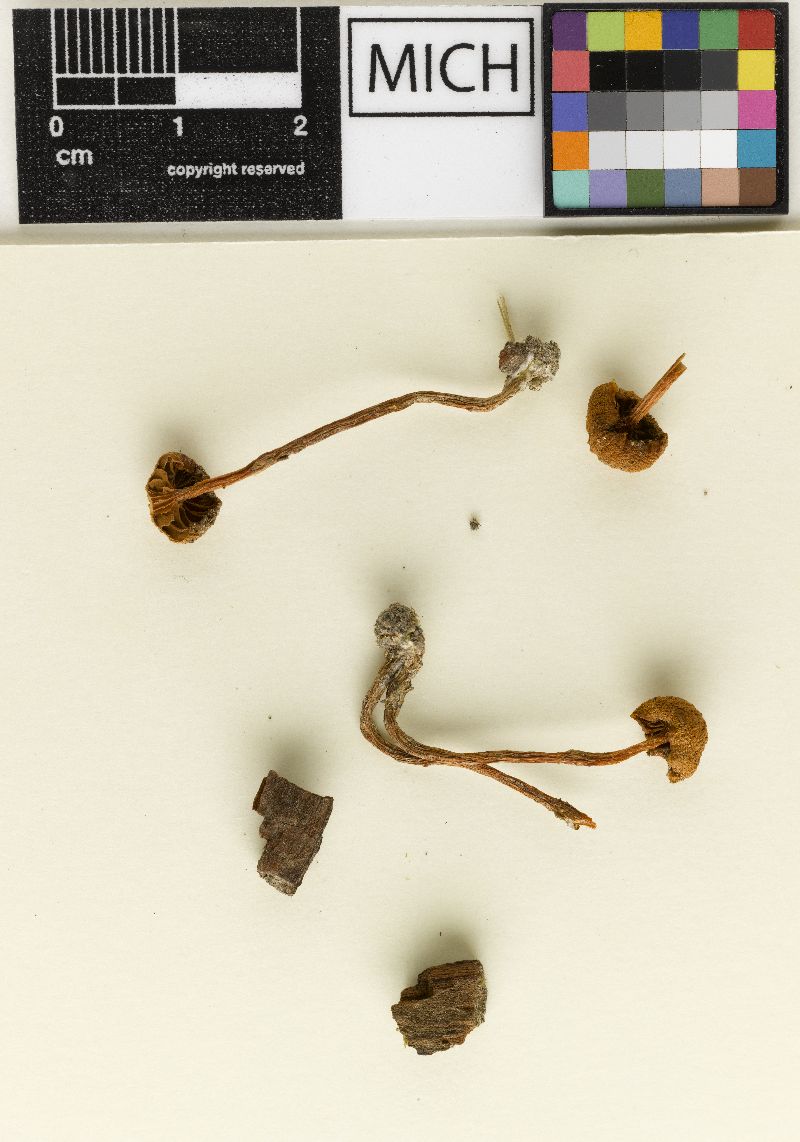 Galerina cinnamomea image