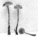 Galerina cedretorum var. filiformis image