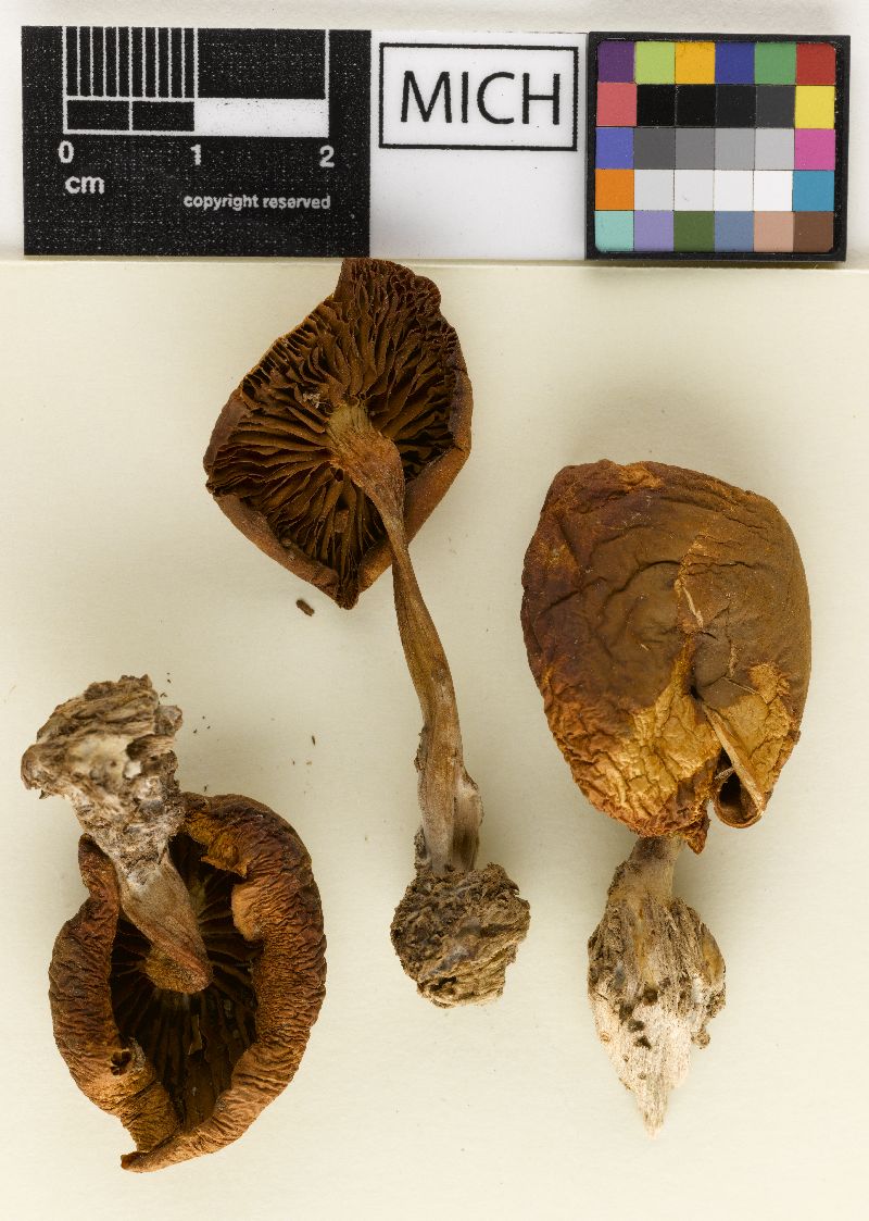 Galerina autumnalis var. robusta image