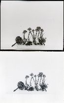 Galerina angustifolia image