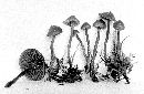 Galerina angustifolia image