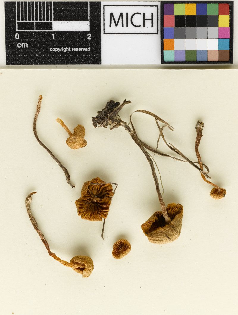 Galerina cedretorum var. microspora image