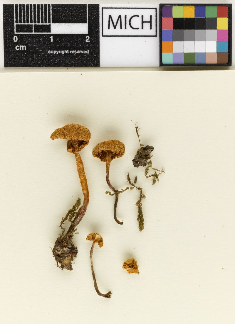 Galerina cedretorum var. variabilis image