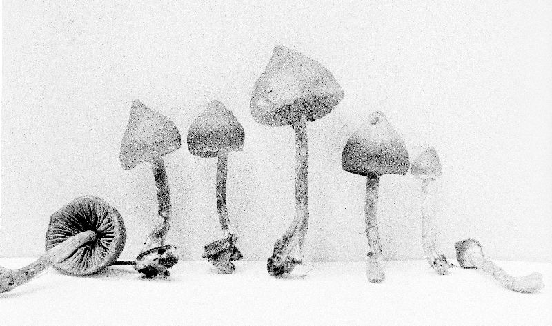 Galerina cuspidata image