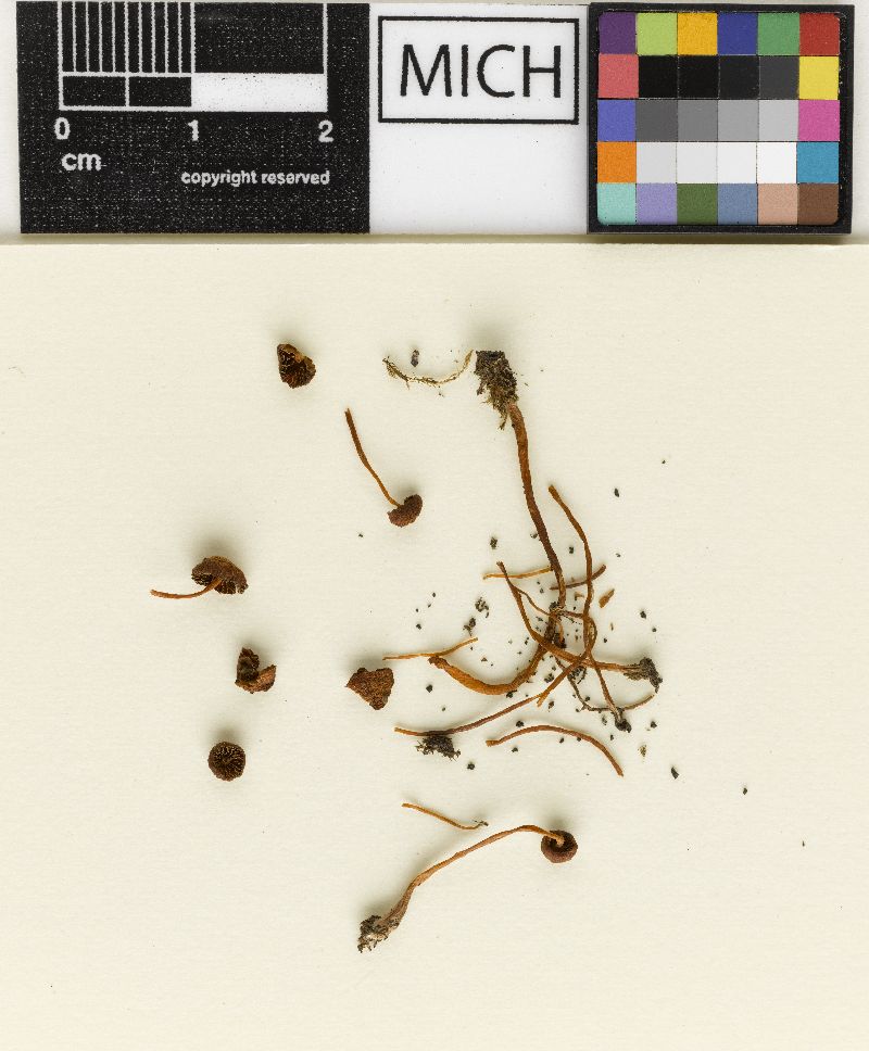 Galerina emmetensis var. intermedia image