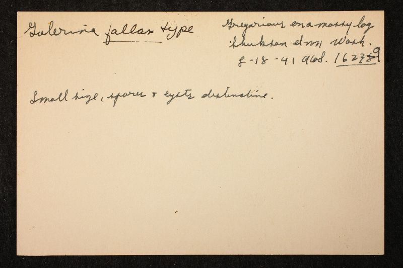 Galerina fallax image