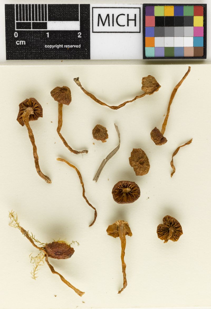 Galerina lacustris image