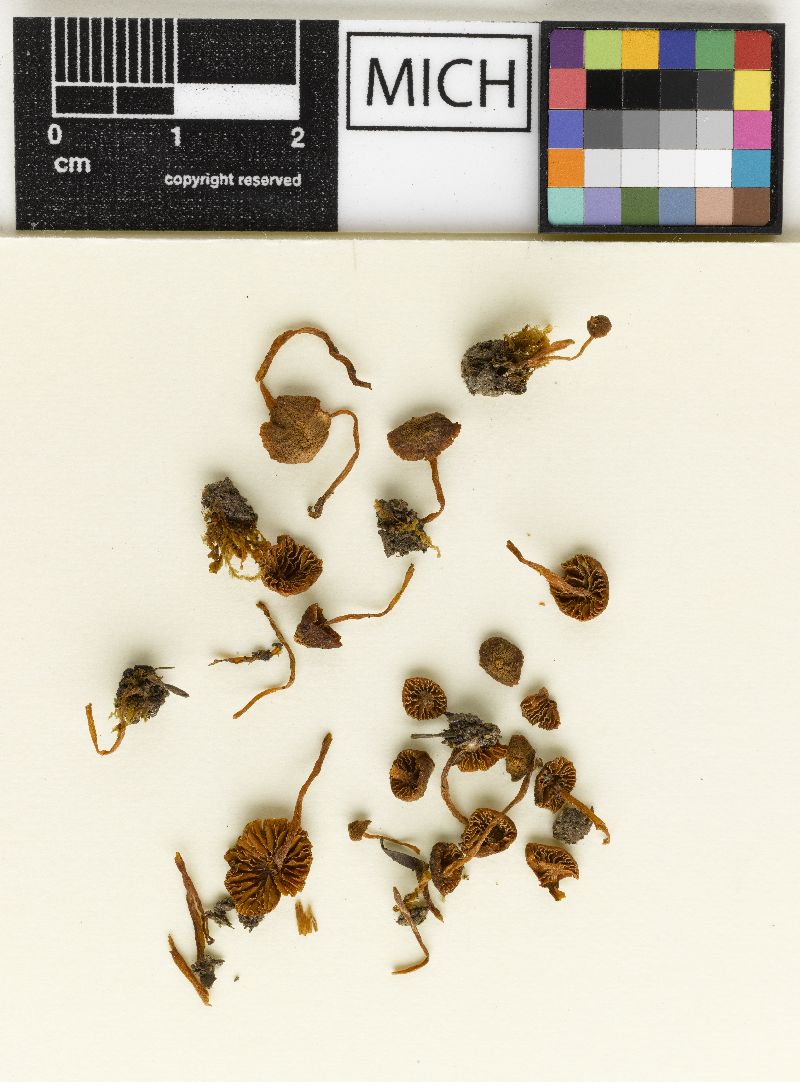 Galerina obscurata image