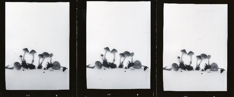 Galerina obscurata image
