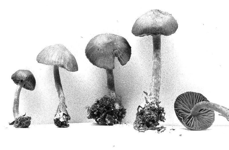 Galerina odora image