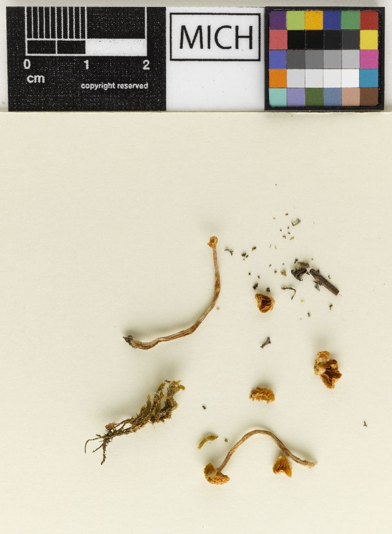 Galerina oregonensis image