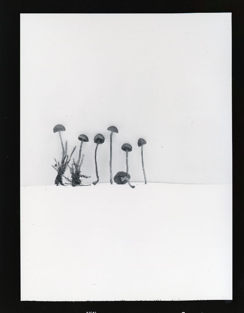 Galerina oreina image