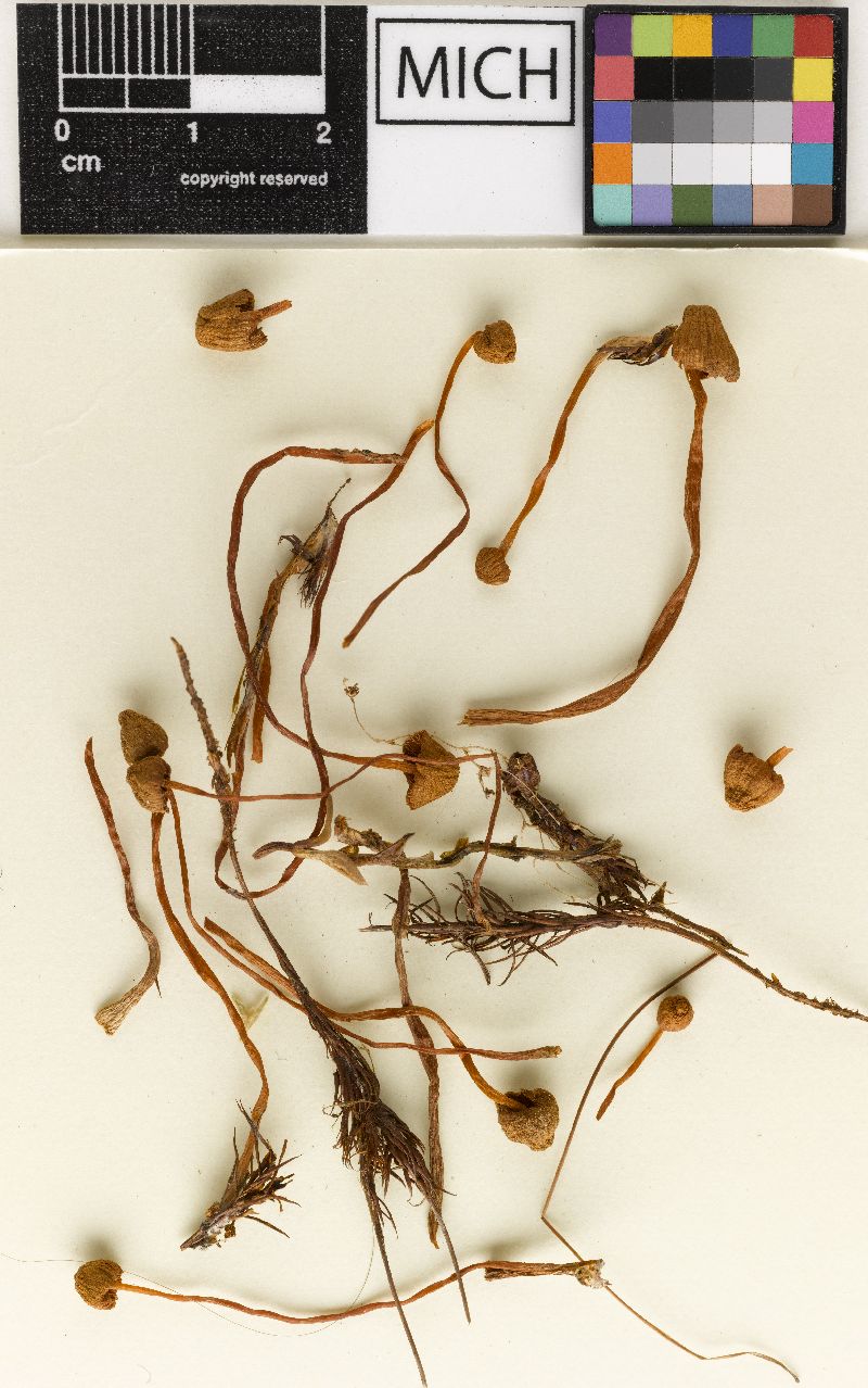 Galerina polytrichorum image