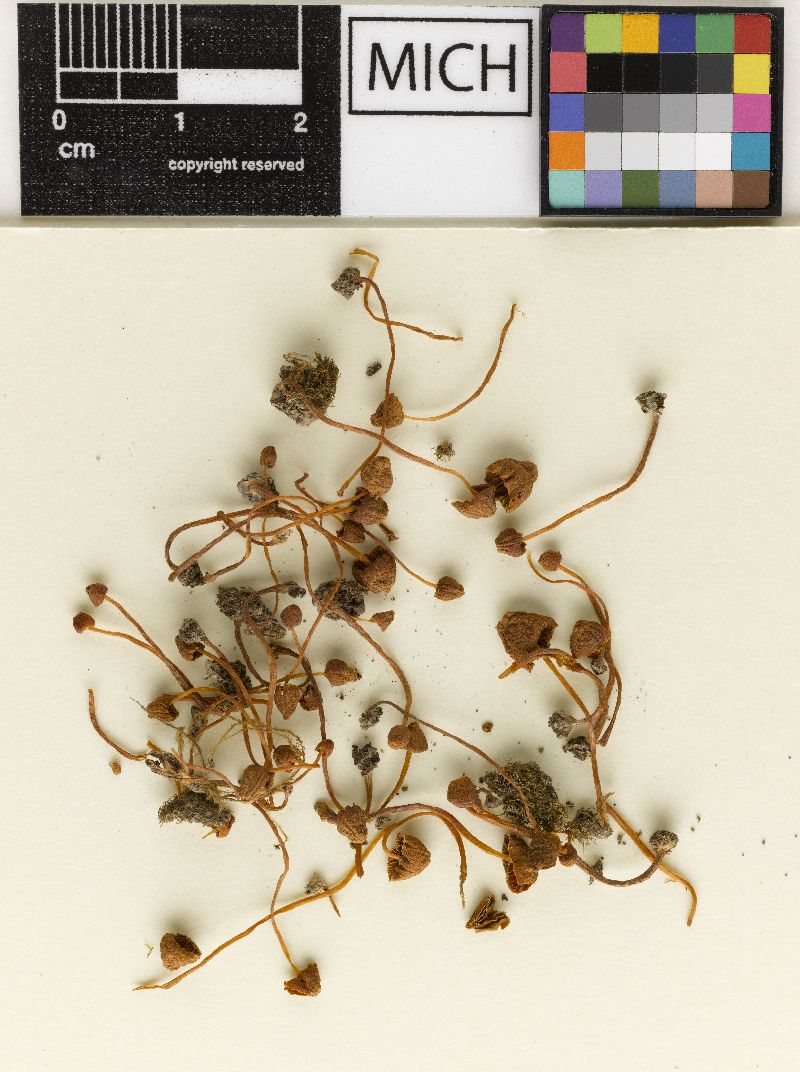 Galerina perangusta image