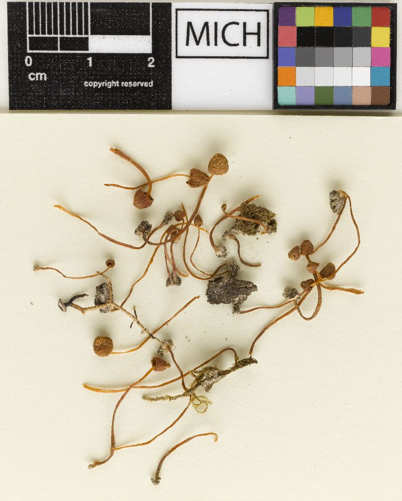 Galerina perangusta image