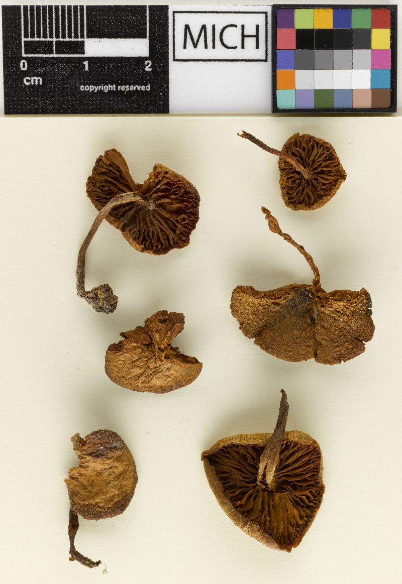 Galerina physospora image