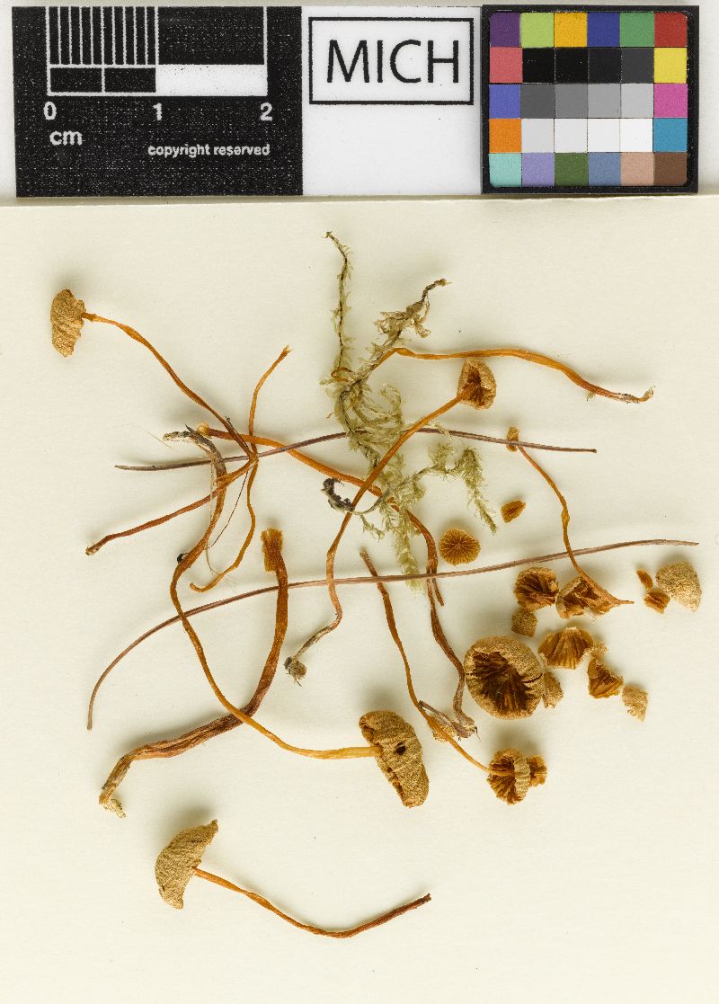 Galerina perplexa image