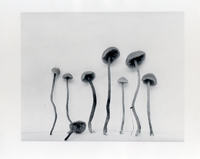 Galerina perplexa image