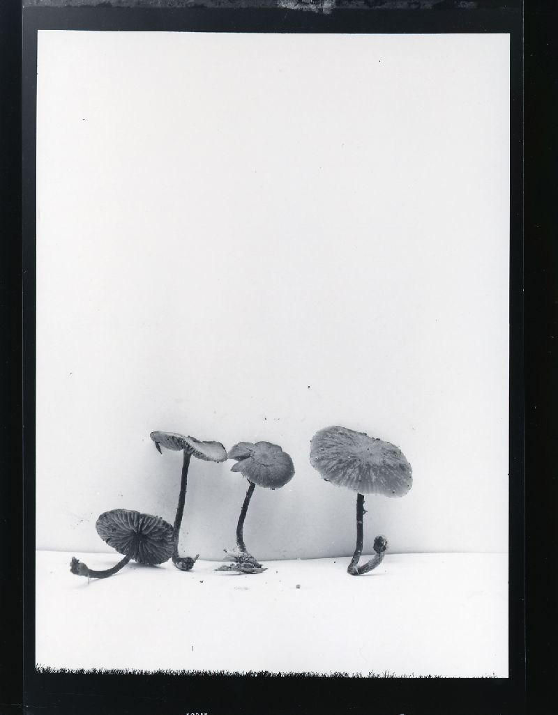 Galerina pruinatipes image