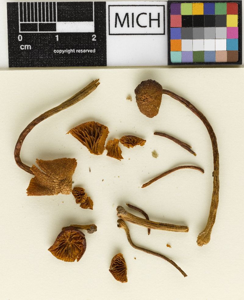 Galerina pruinatipes image
