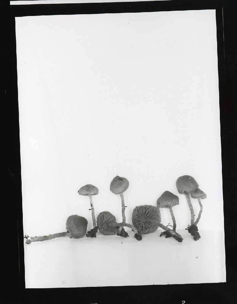 Galerina psathyrelloides image