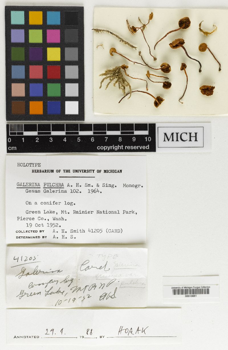 Galerina pulchra image